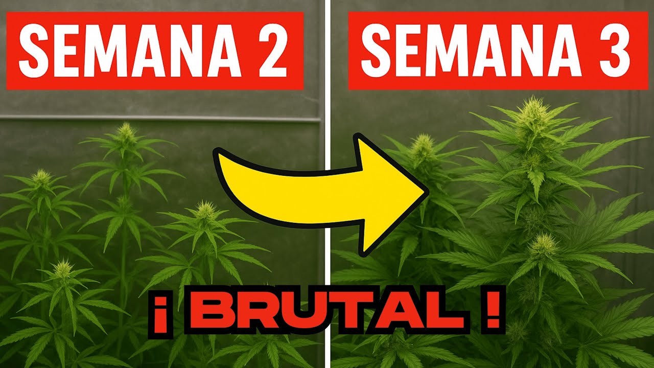 🍁 CRECIMIENTO INCRE&Iacute;BLE - FLORACI&Oacute;N SEMANA 3 - FOTOPERIODO 13/11 🍁