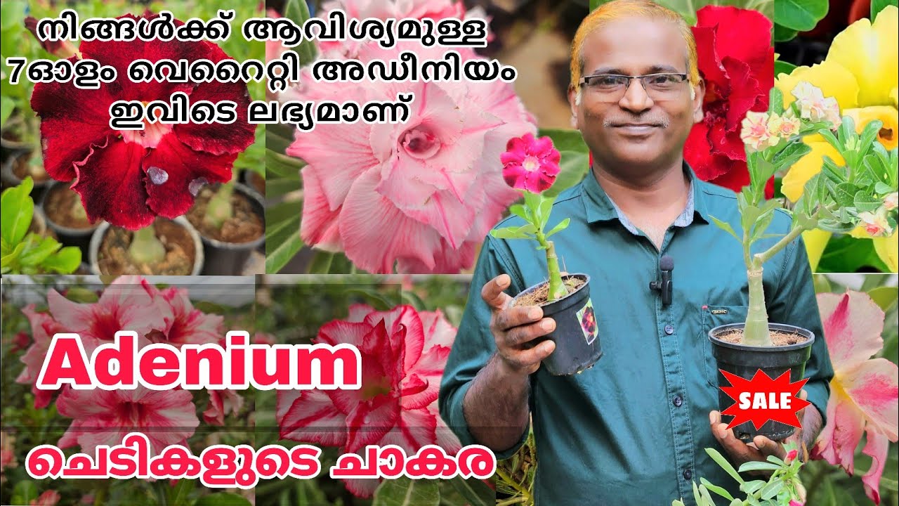 അഡീനിയം ചെടികളുടെ പുത്തൻ കളക്ഷൻസ് | നിങ്ങൾക്ക് ആവിശ്യമായ പല നിറത്തിലുള്ള Adenium ഇവിടെ ലഭ്യമാണ് 🤩
