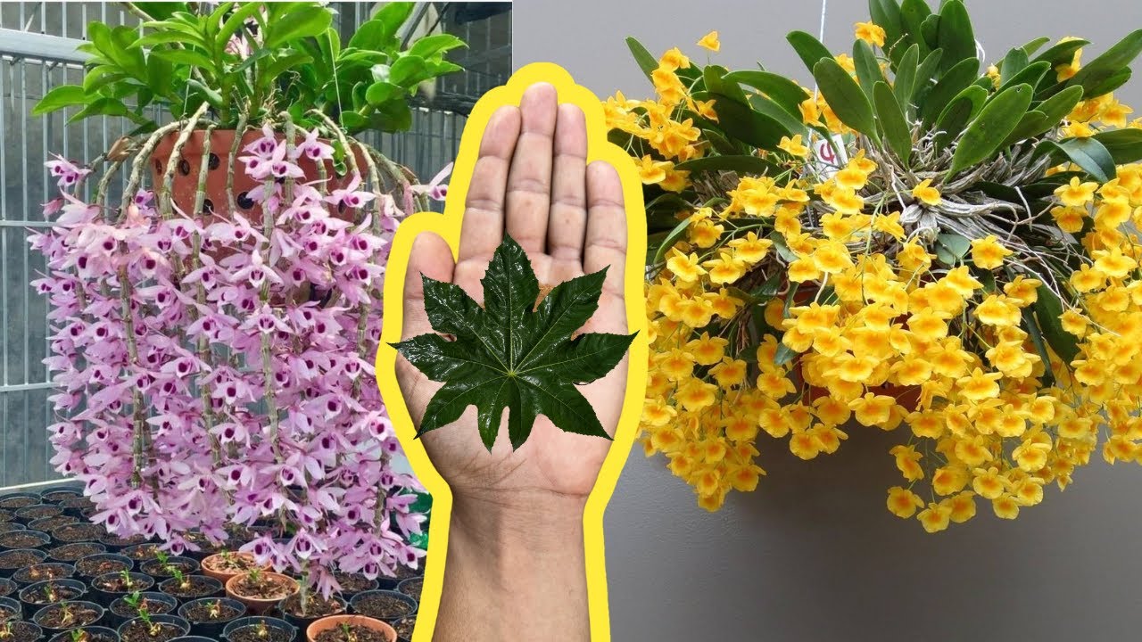 COLOQUE 1 FOLHA DE MAMONA NAS ORQUÍDEAS E VEJA O INCRÍVEL RESULTADO - FLORES E BROTOS