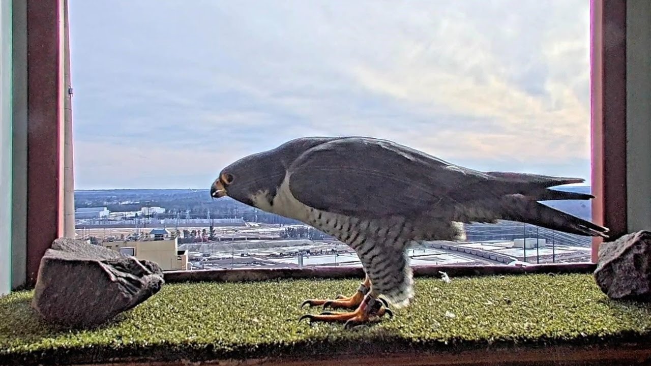 Helping a Species Recover: How Wisconsin Power Plants Support Peregrine Falcons