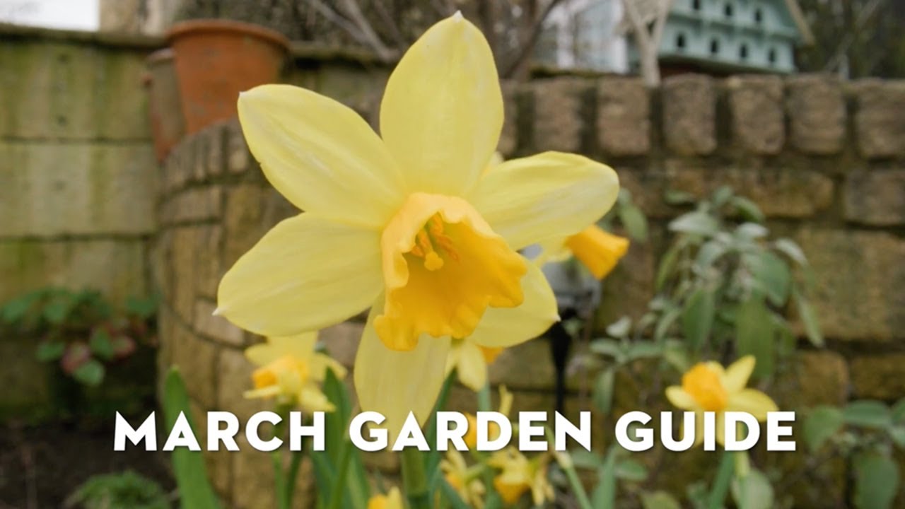 STIHL March Garden Guide with Jane Moore | March Gardening Jobs | Pruning Roses | STIHL GB