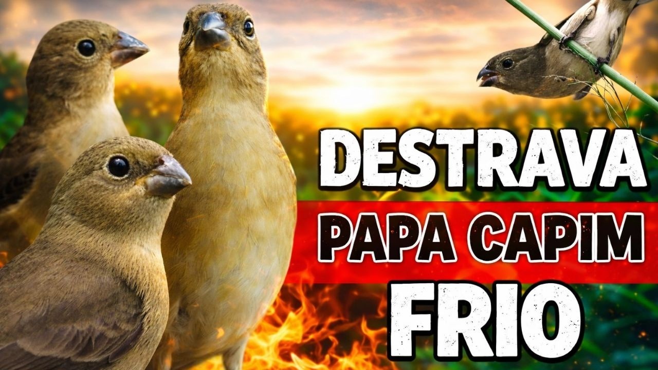 Melhor Piado de fêmea de papa capim para Foguear Papa capim tui tui com Piado de fêmea de papa-capim
