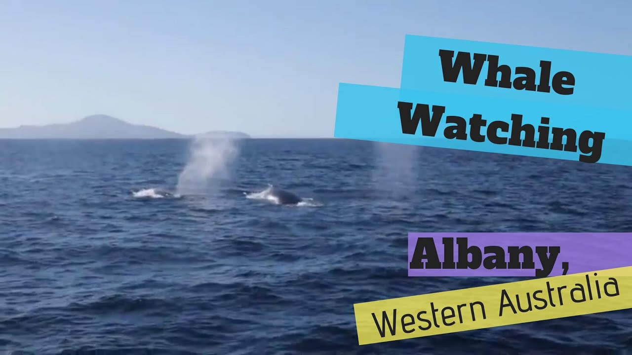 WHALE Watching in Albany ,WA - Family Travel Australia