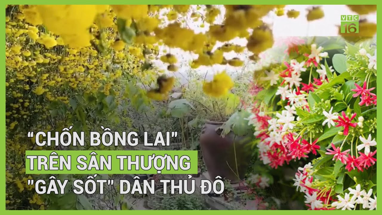 Vườn sân thượng “gây sốt”, đẹp tựa