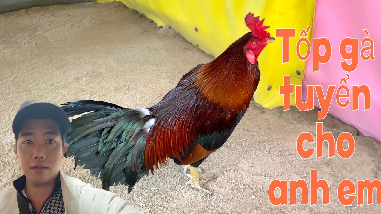 Mô hình g.à tuyển chọn đẹp cho anh em lh sdt(0.3.9.2.9.4.9.4.1.2)/