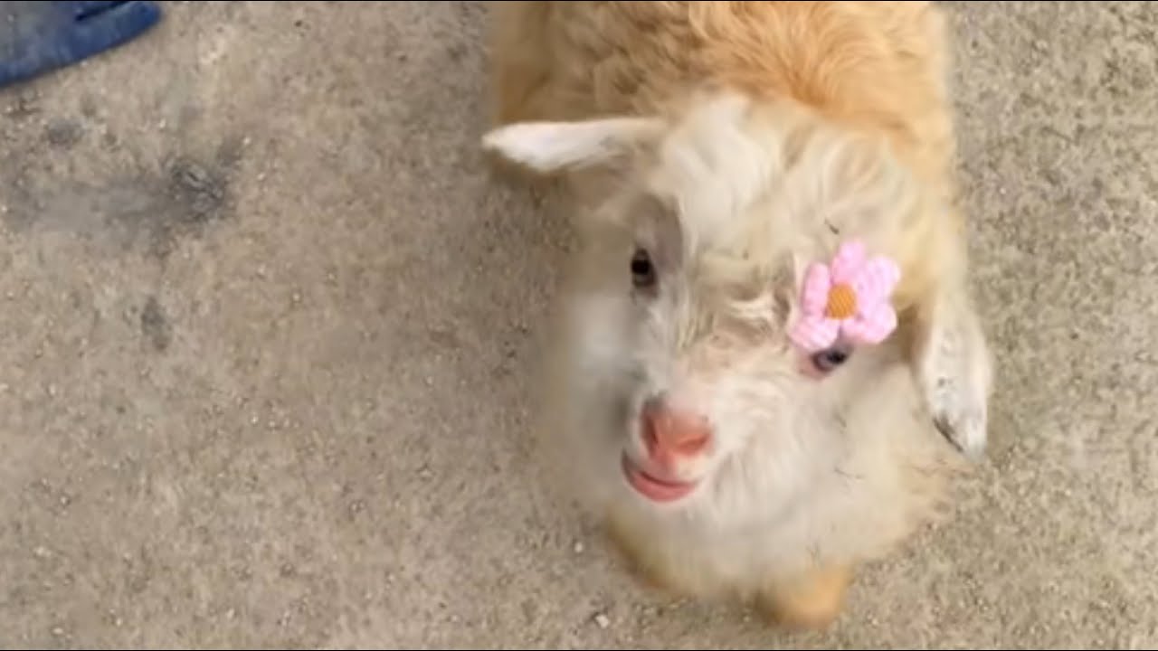 An Orphaned Lamb Raised by Three Dogs &mdash; She Found a Loving Home