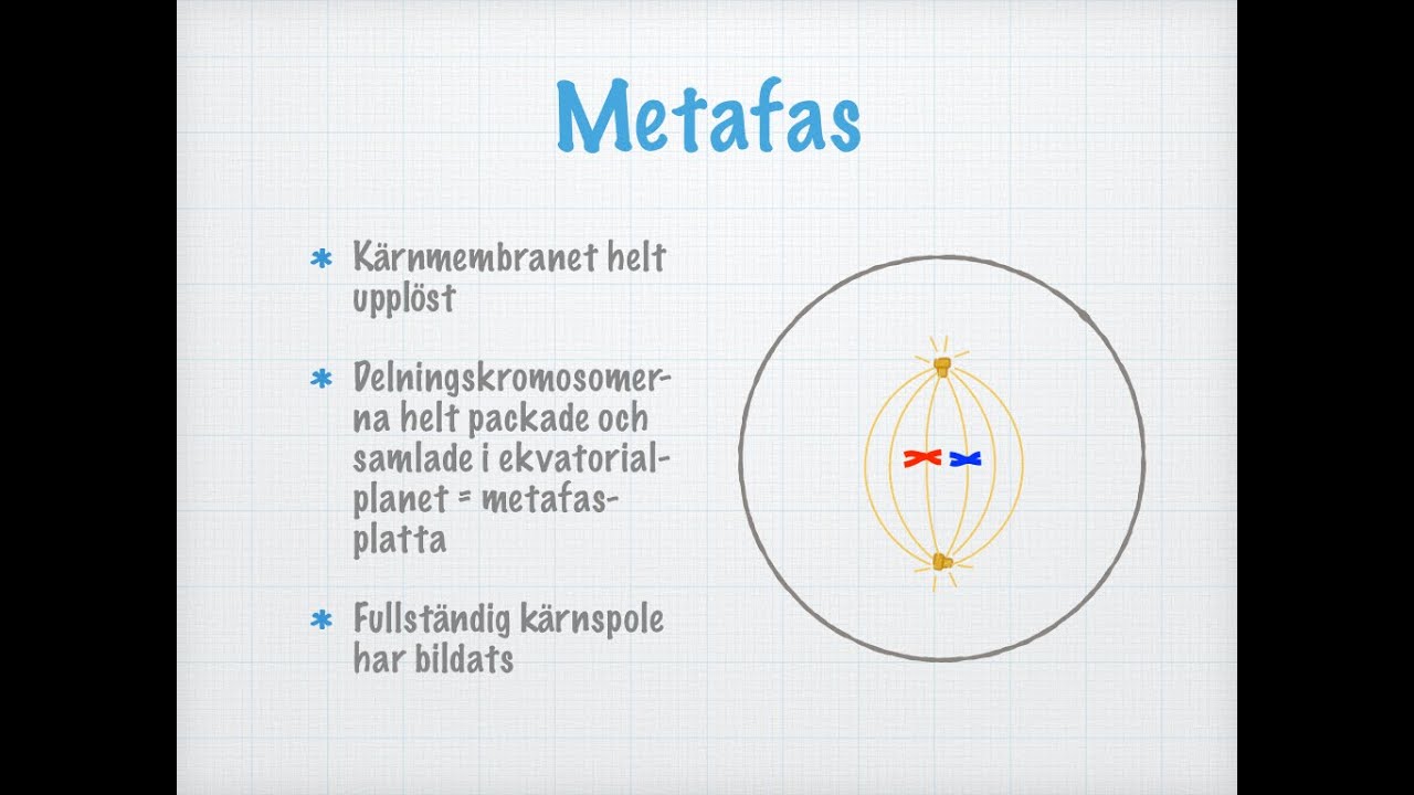 Hur celldelning (mitos) går till (gammal)