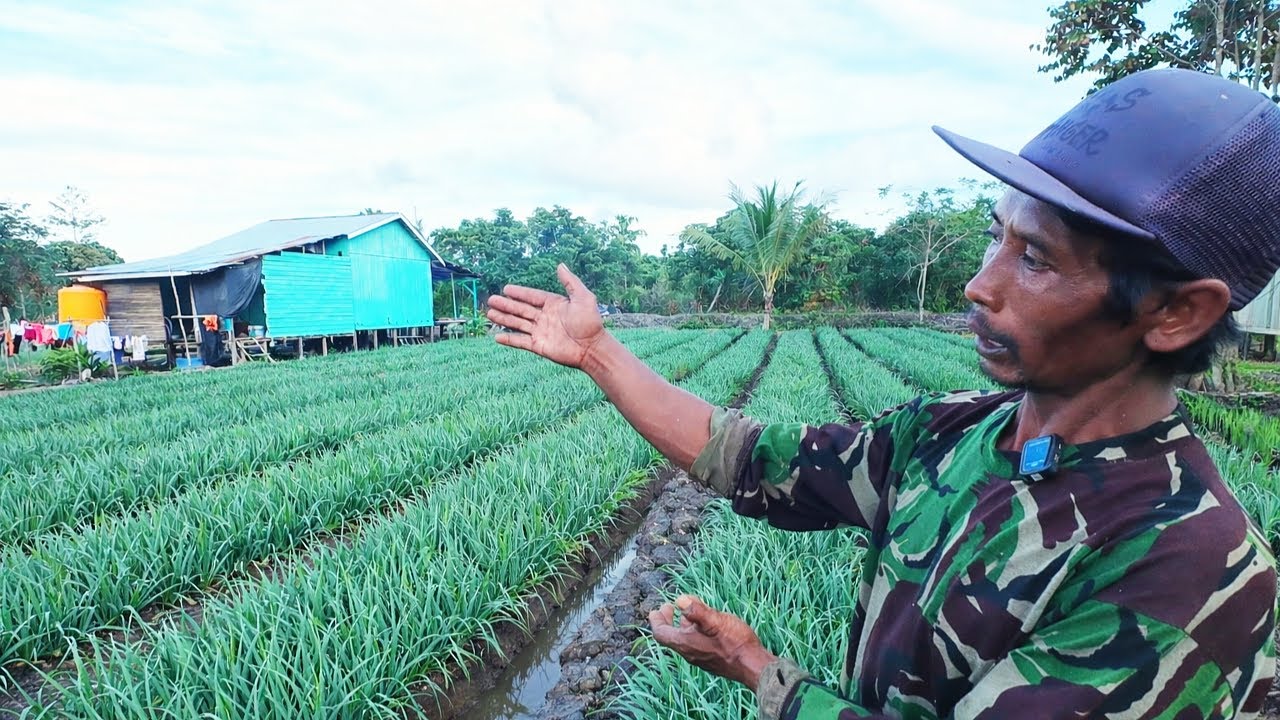 PERKEMBANGAN LAHAN PAK SUDIWANI, PERANTAU ASAL BATU, TRANSMIGRASI KALIMANTAN UTARA