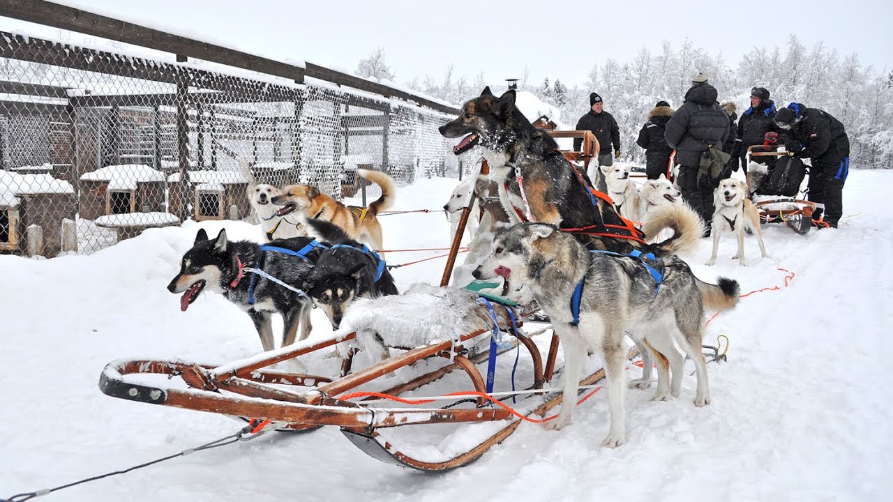 НАСТОЯЩАЯ СКАЗКА❄️БИЗ АВАРИЯ БОЛДИК❄️СКАЗОЧНАЯ ❄️ ЗИМА❄️ 🐕🦮ЛАПЛАНДИЯ❄️Aisha Alieva vlog🇸🇪🇺🇿