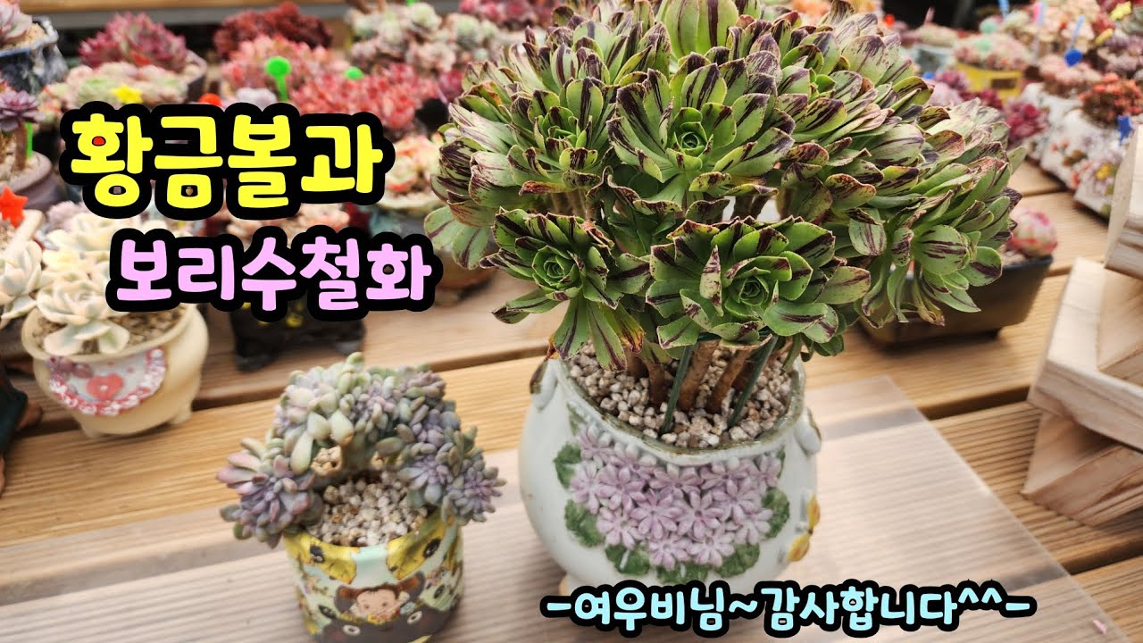 260316 싱그러운초록에멋진무늬황금볼!보라보라귀여운보리수!예쁘고멋지게잘키워볼래요^^