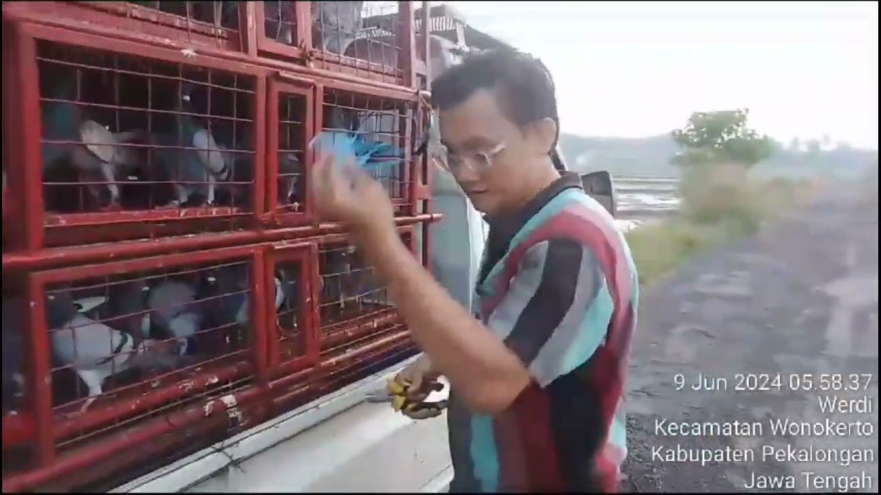 pelepasan pos 1 pekalongan#merpatiputihindonesia #youtube