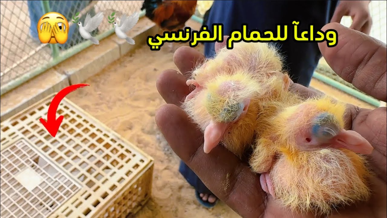 تطورات المزرعه وتخطيط زراعة علف🍀 للغنم والدجاج  😇🕊️🕊️