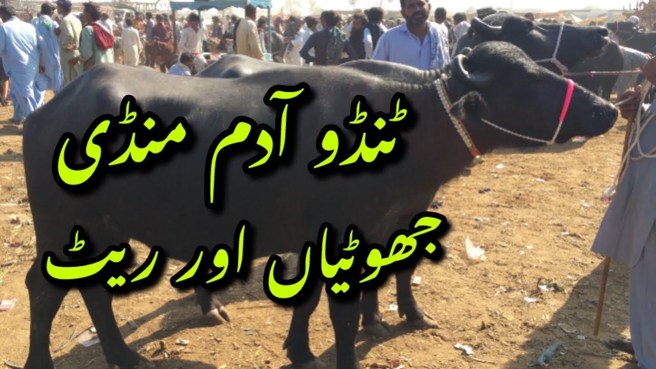 Tando Adam Bhanis Mandi update 15-11-25