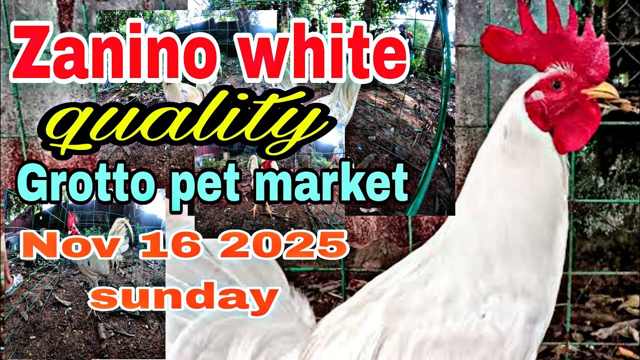 Zanino white quality , Grotto pet market Nov 16 2025 sunday .