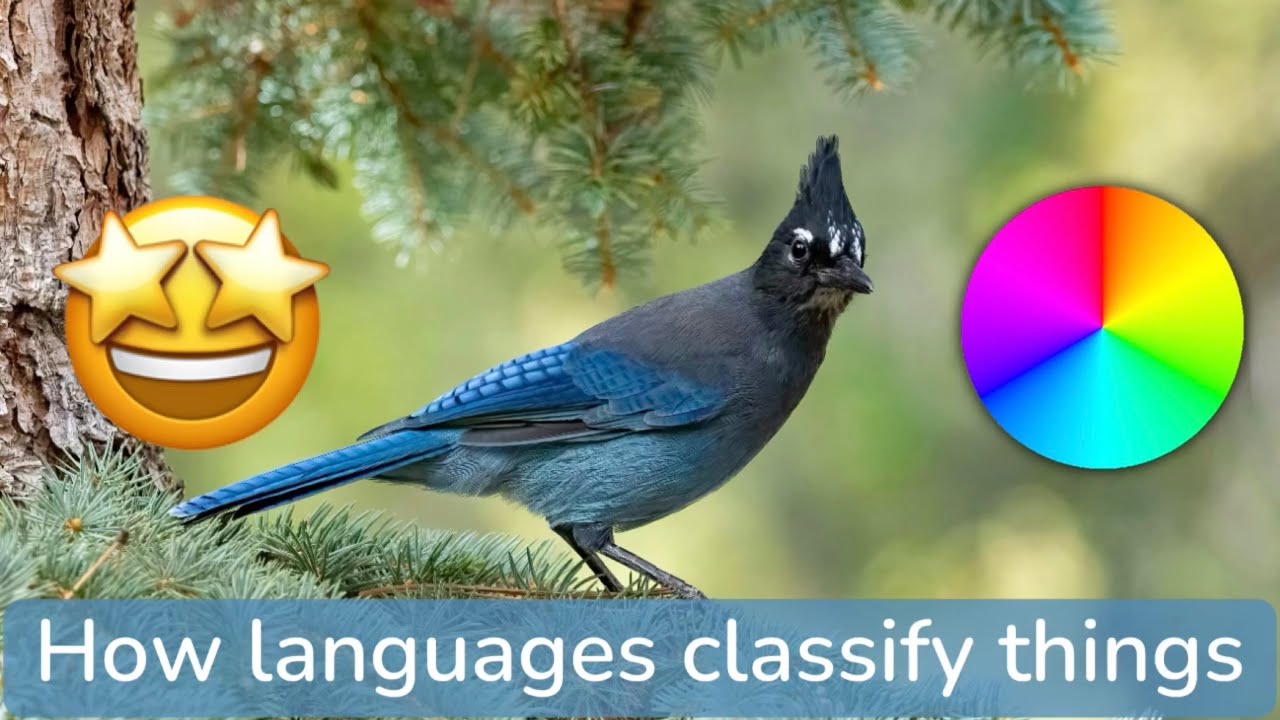 How languages classify things