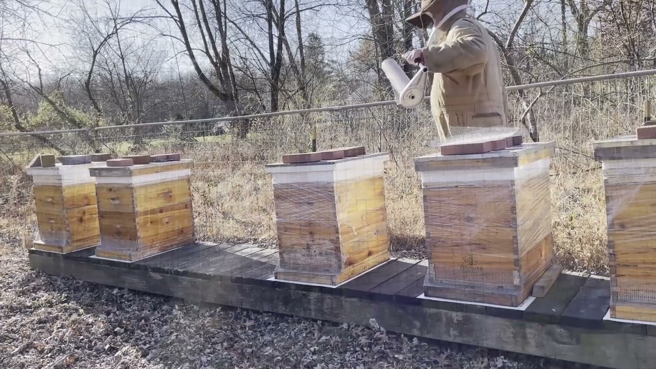 Episode #110 - MICE! How to get them out of the hive and keep them out!