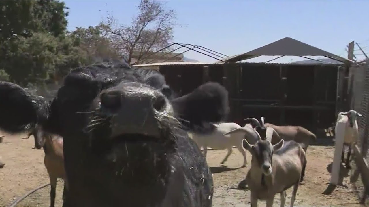 Farm animals get special attention during Bay Area heat wave