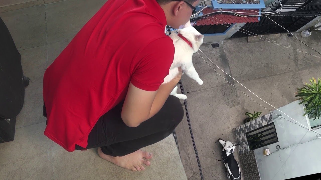 Cute Cat's CGI Fall || ViralHog