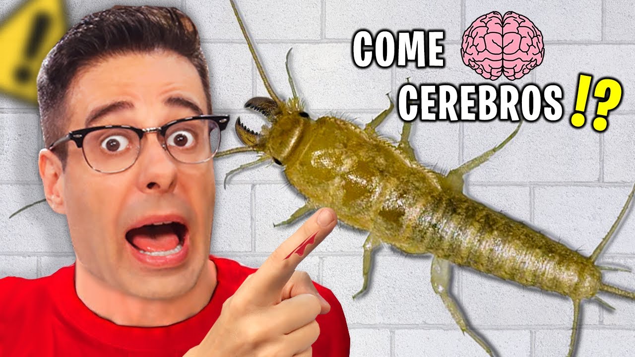 Este INSECTO Come Cerebros y Pone Huevos en el O&iacute;do Realmente? | El Pececillo de Plata o Silverfish