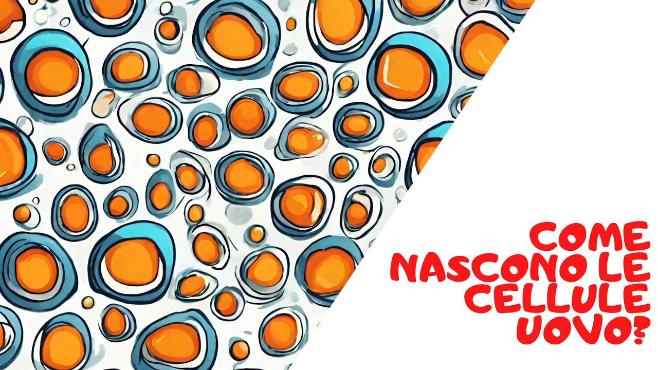 Come nascono le cellule uovo? Ovogenesi
