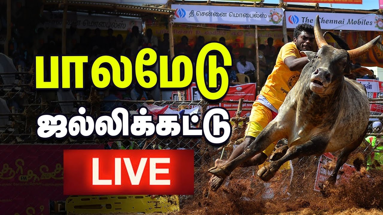 Jallikattu 2025 Live 🔴  மதுரை Palamedu   | பாலமேடு ஜல்லிக்கட்டில் சீறிப்பாயும் காளைகள் | Vikatan