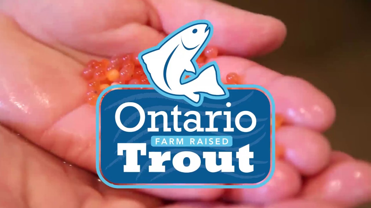 A look at Ontario's rainbow trout industry