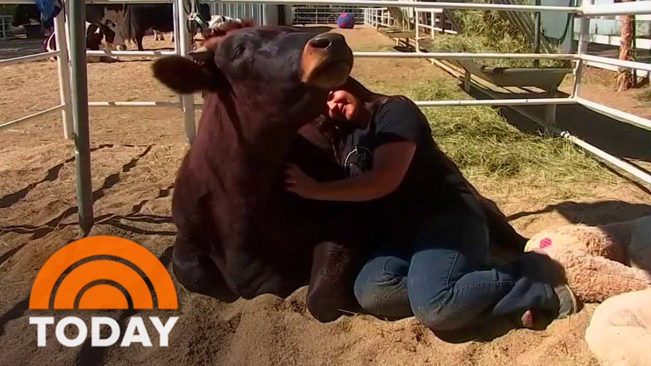 How ‘Cow Hugging’ Has Become A Popular New Form Of Meditation