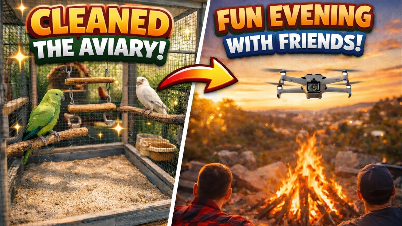 ଦୀର୍ଘଦିନ ପରେ Mini Aviary ସଫା 🦜 | ସାଙ୍ଗମାନଙ୍କ ସହିତ ସୁନ୍ଦର ସନ୍ଧ୍ୟା 