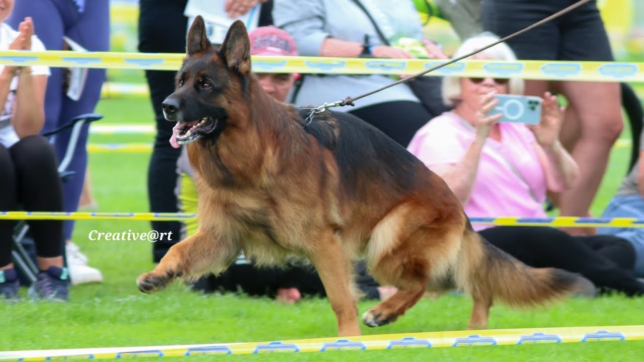 Progeny of Beautiful Ronaldo du val d’Anzin #bszs2025