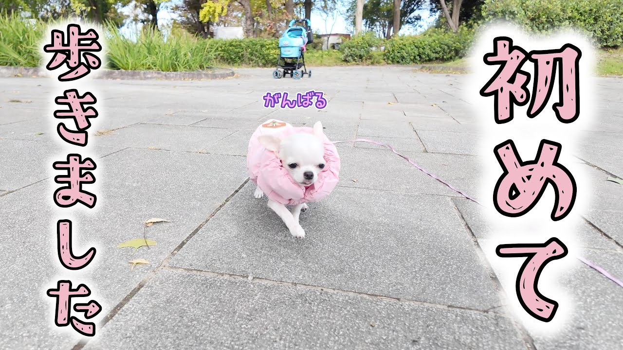 震えて動けなかった極小チワワが…ほんの少しだけど歩く事が出来ました