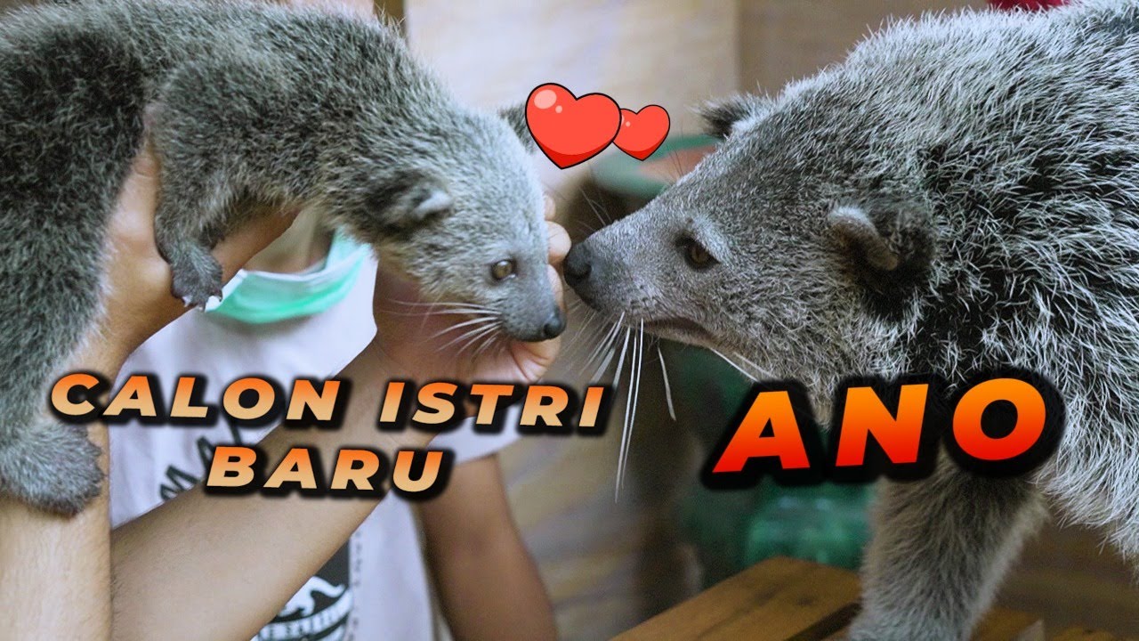 ADOPSI SATWA MENGGEMASKAN INI UNTUK ANO!
