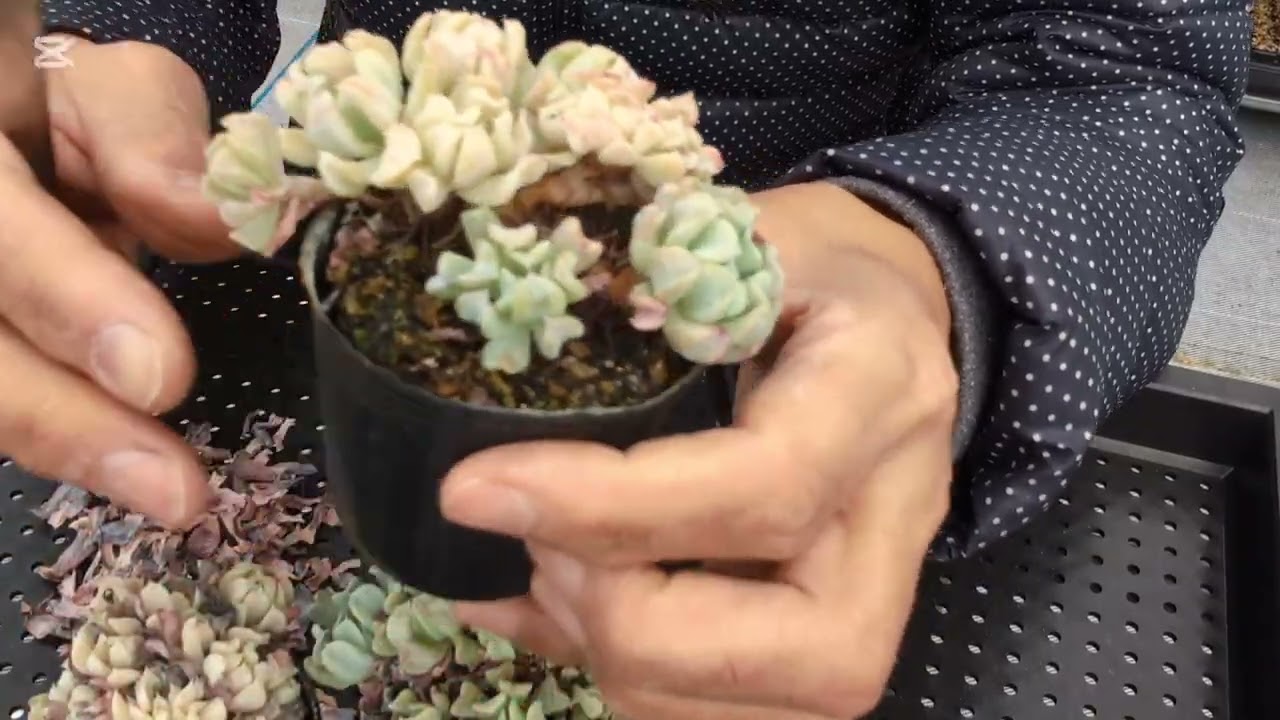 【多肉植物】枯葉だらけをスッキリ！させます