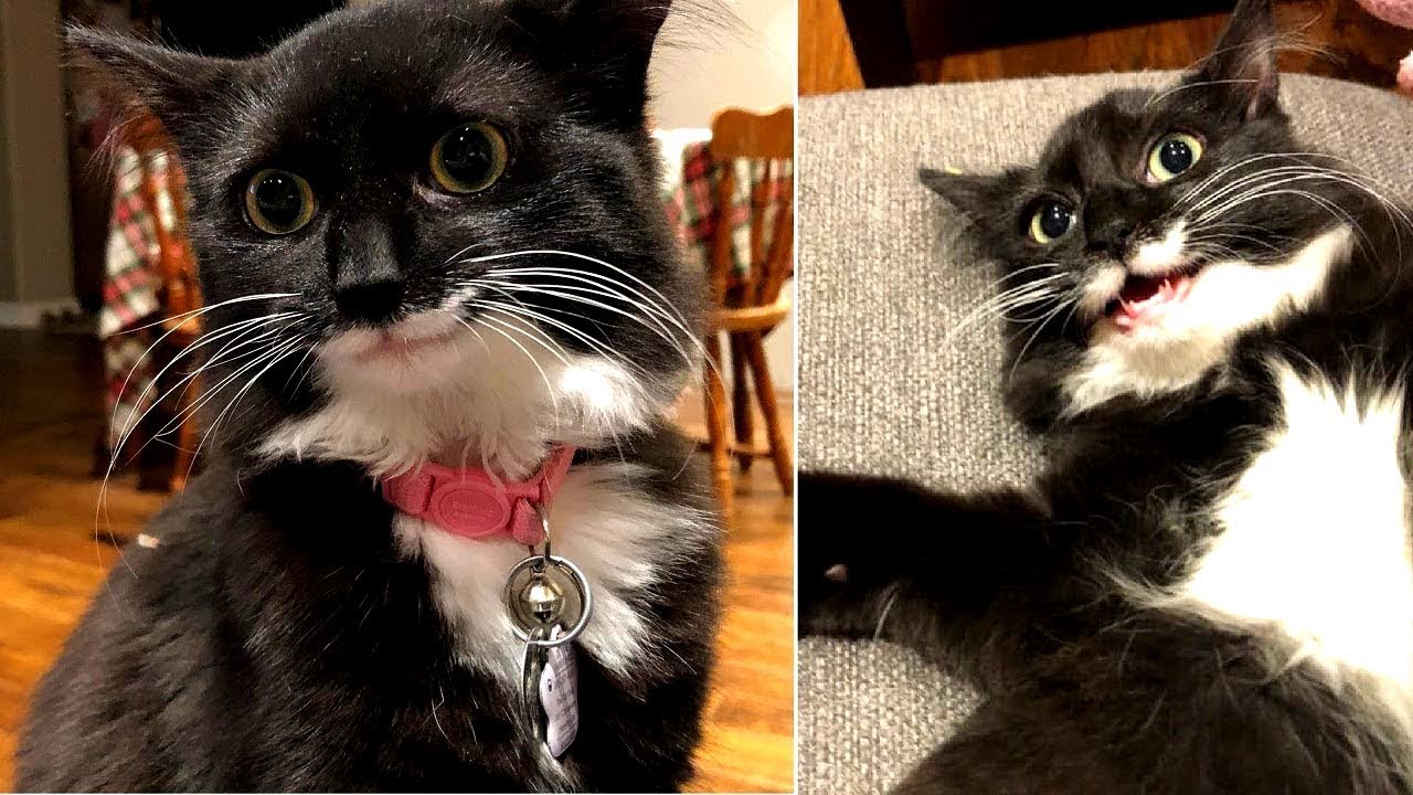 Diese Katze kann nicht aufh&ouml;ren zu l&auml;cheln seitdem sie gerettet wurde!