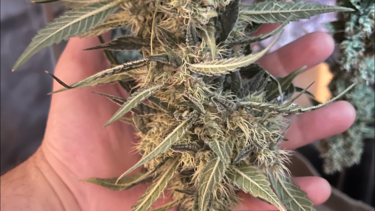 Harvest day 66 of bloom seed company&rsquo;s &ldquo;strawberry rock candy &ldquo;