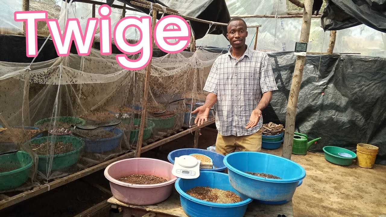 Twige UBWOROZI Bw' AMASAZI (INKOKO, INGURUBE n'AMAFI)