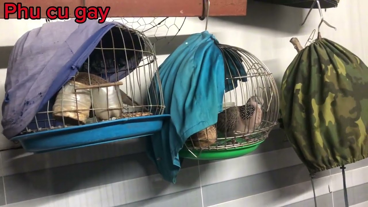 Cách ghép đẻ cu gáy đơn giản