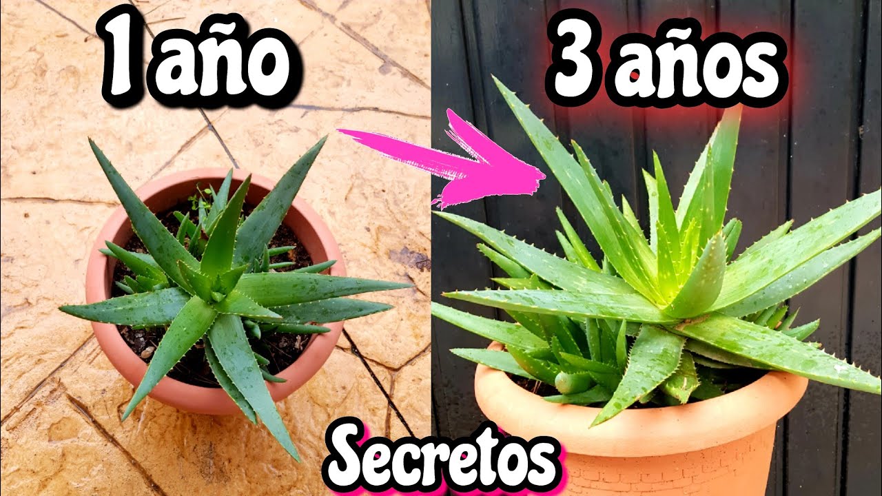 Si Tienes un ALOE VERA o Sábila Tienes que VERLO! Cuidados de la planta suculenta Acíbar