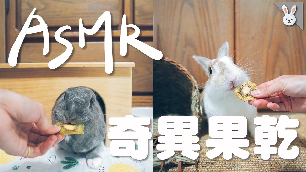 【侑敏頻道】為了搶吃奇異果乾，底迪急到噗噗叫！／RabbitASMR#3