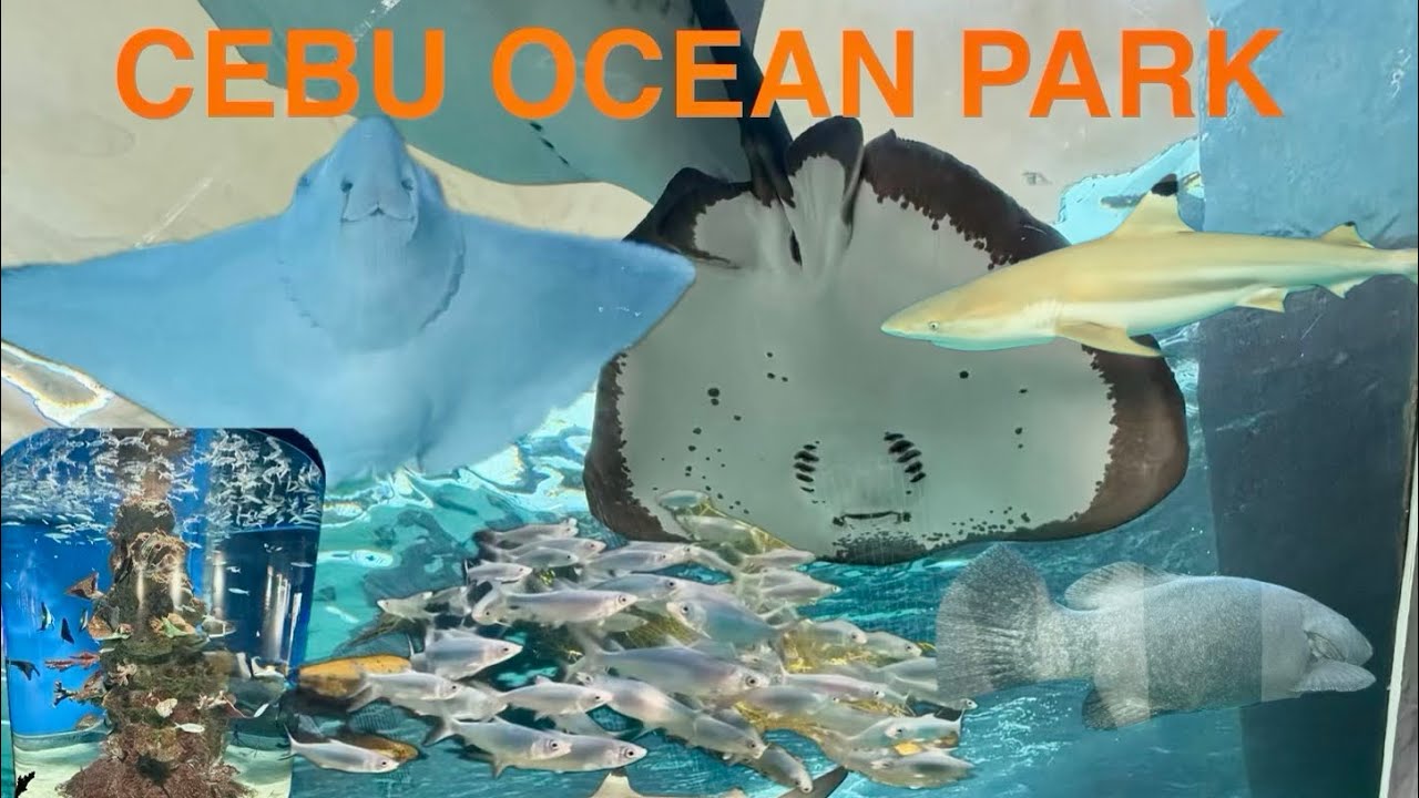 CEBU OCEAN PARK | TOUR 2026 