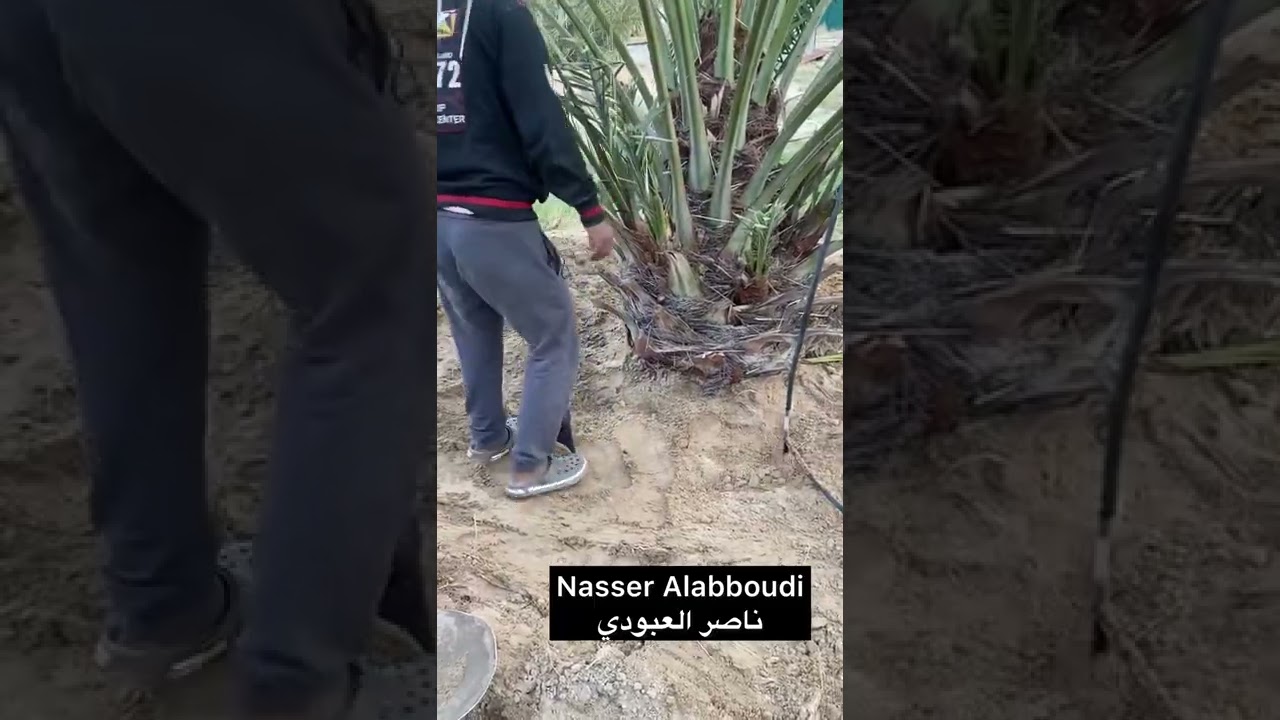 عمل جهاز الري تحت سطح التربة للنخيل لايحتاج صيانة مكفول مدى الحياة.