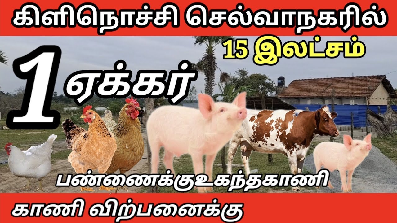 கிளிநொச்சி செல்வாநகரில்1 ஏக்கர்15 இலட்சம்காணி விற்பனைக்கு