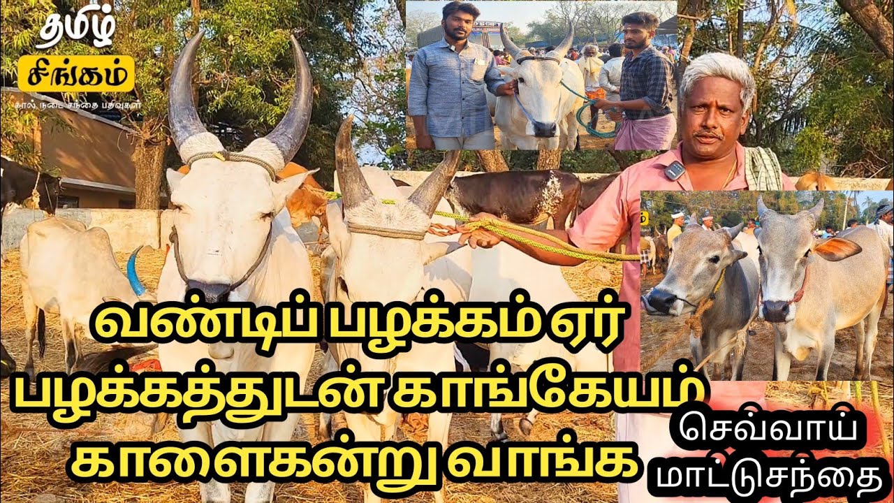 பொள்ளாச்சி மாட்டுச்சந்தை|வண்டிப் பழக்கம் ஏர் பழக்கத்துடன் காங்கேயம் காளைகன்று வாங்க#bull #cow