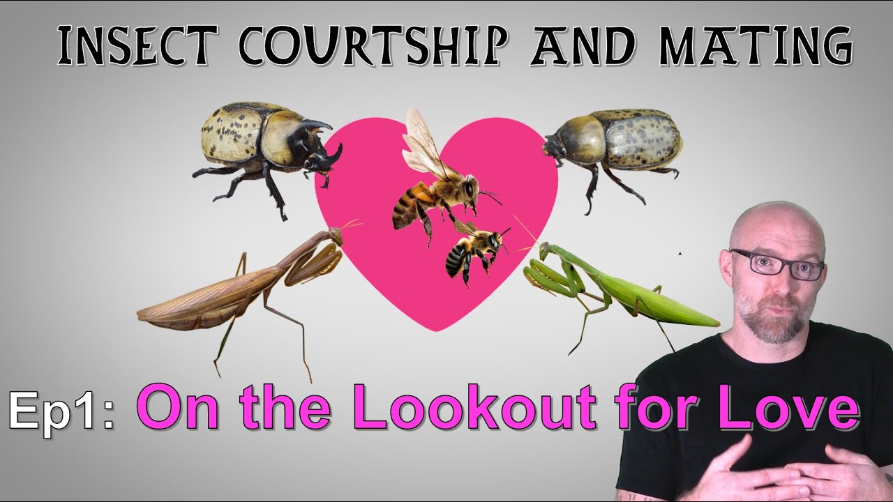 Insect Mating Ep 1: On the Lookout for Love