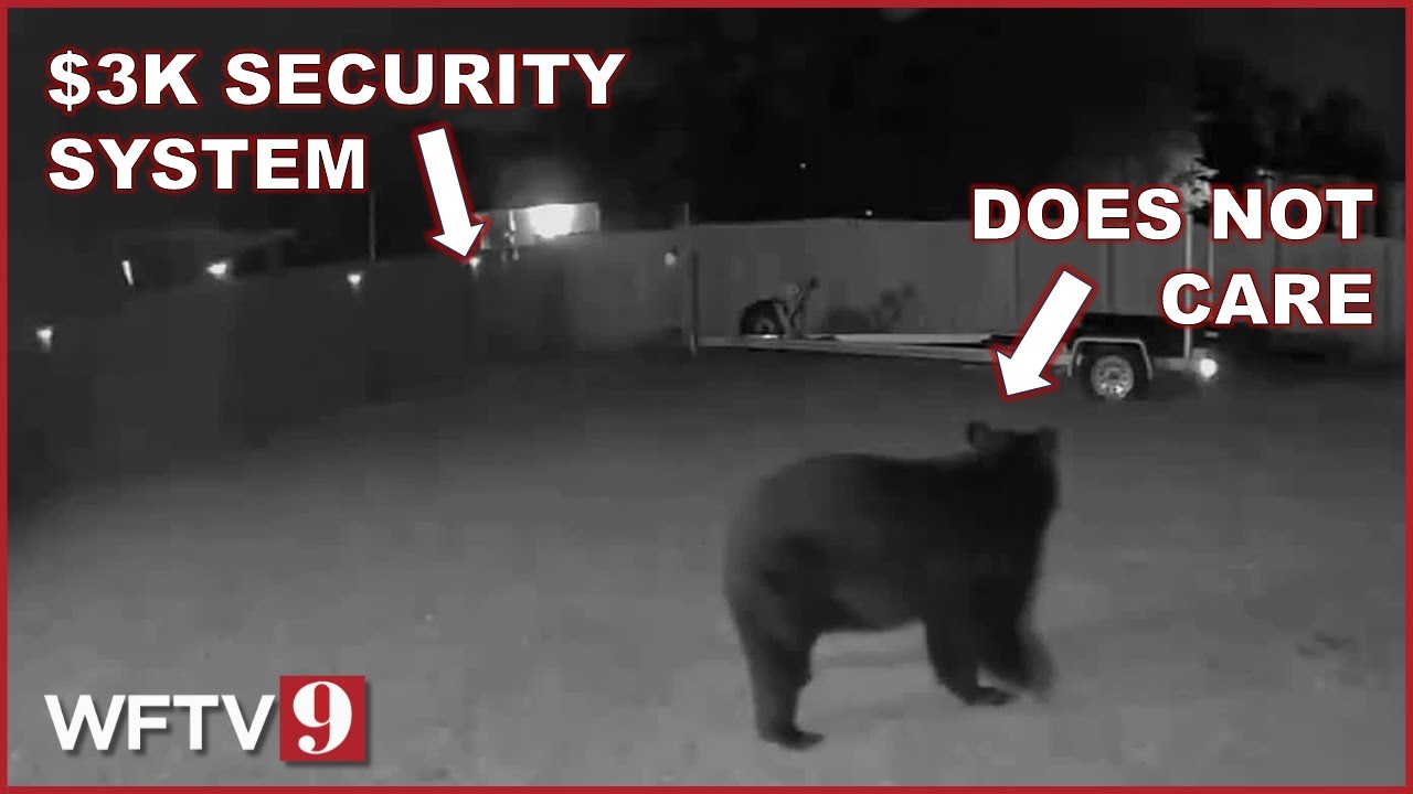 Bear keeps returning to Florida home despite thousands spent on deterrents