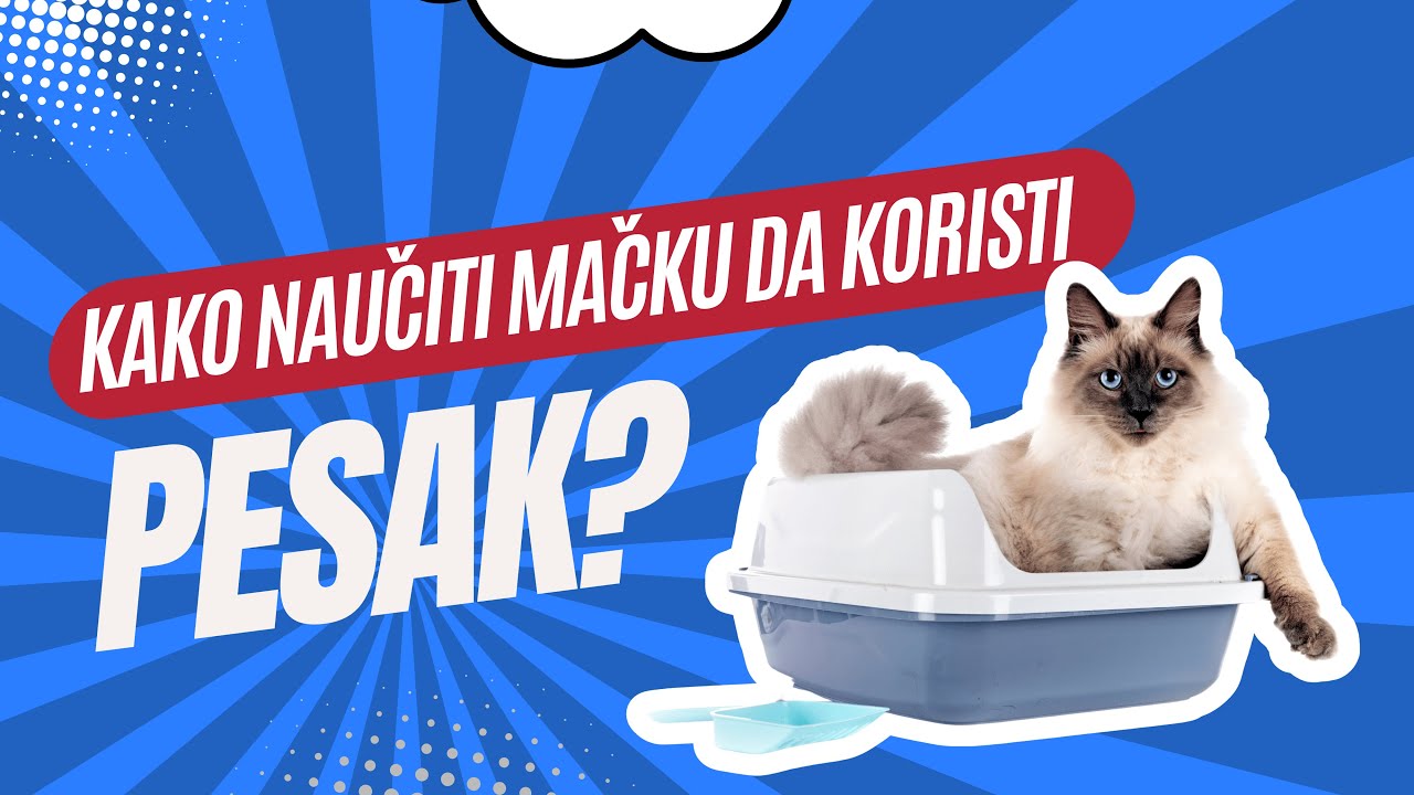 Kako naučiti mačku da koristi pesak (BRZO I BEZ KAŽNJAVANJA)