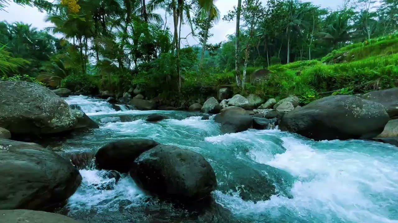 Sleep Instantly with Tranquil Forest River and Soft Bird Sounds