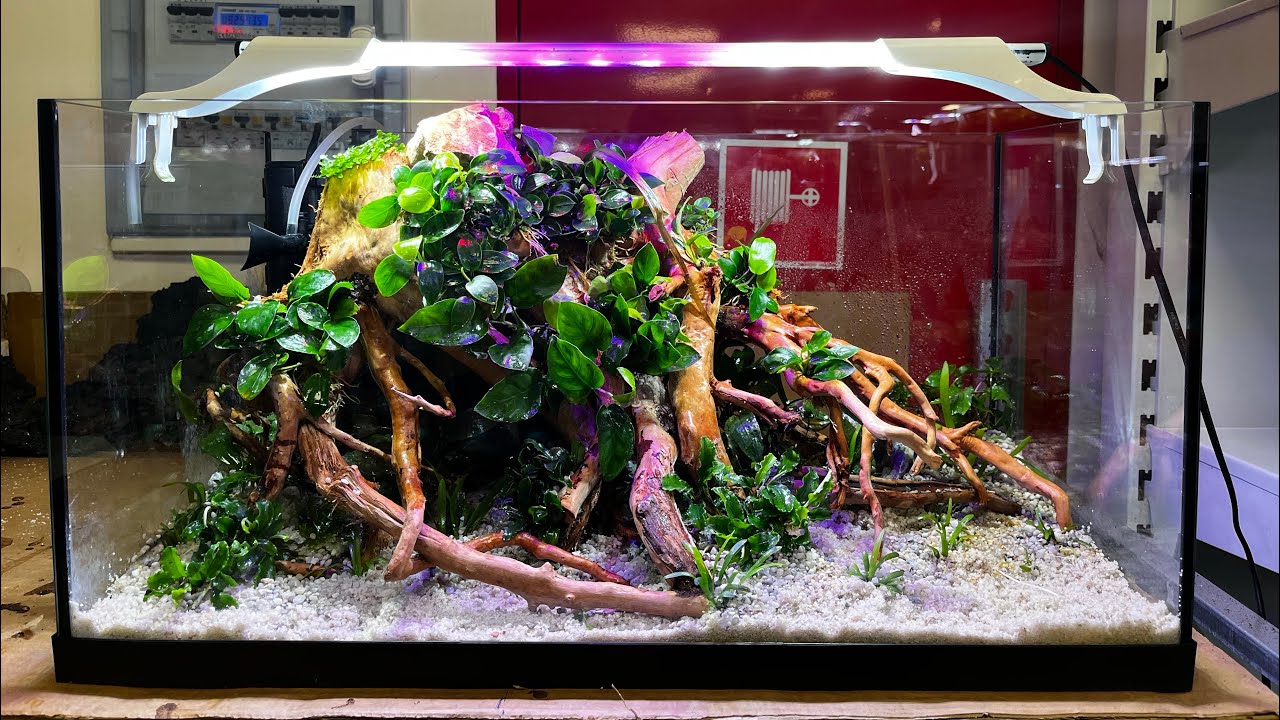 #38👉 Akwarium dla początkujących 🐠 &ndash; 54L z Aquael 💧 | Rośliny 🌿 i korzeń Red Moor 🌳