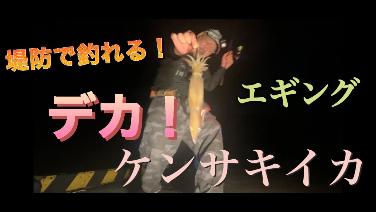 【エギング】防波堤で！ケンサキイカが！爆釣中です‼