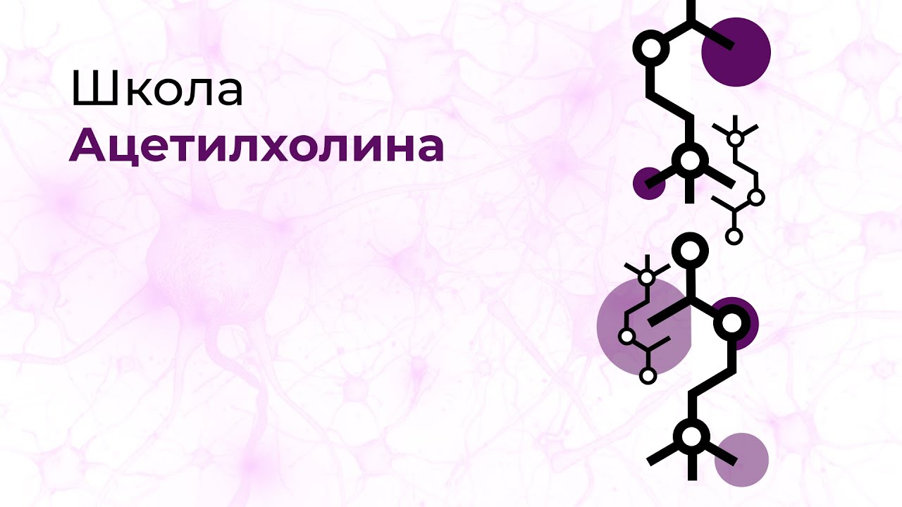 Школа Ацетилхолина