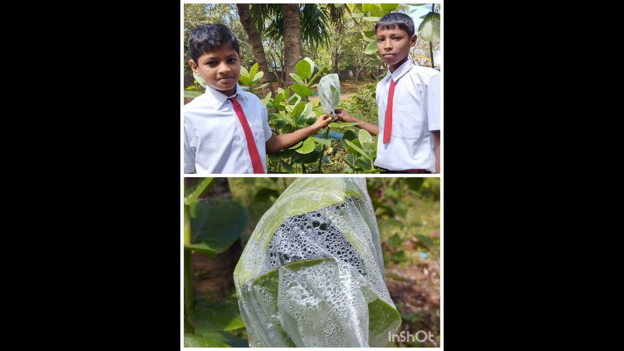   Science class activities 2024-25